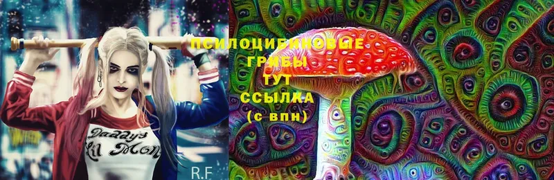 Галлюциногенные грибы Cubensis  купить   Оса 